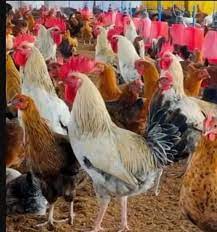 Afsar Paultry Sales Centre